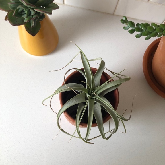 P.F. Candle Co Mini Terra Cotta Pot - Picture 2 of 8